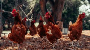 brown and red rooster on brown dried leaves